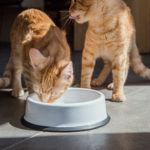 ENAMEL PET BOWL WITH A MARKER | PLAIN